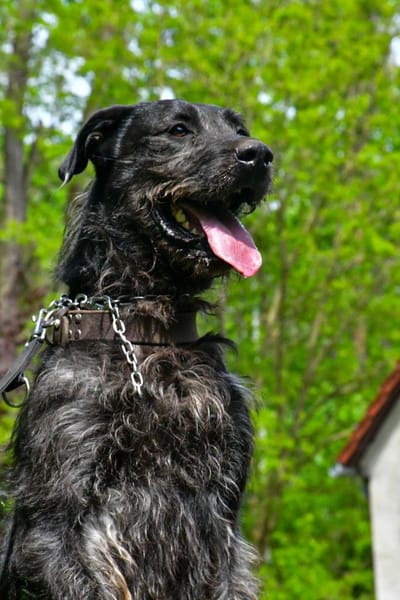 Kira liebt alle Zweibeiner ❤