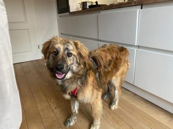 Arlo sucht ein liebevolles Zuhause!