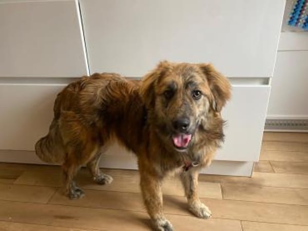 Arlo sucht ein liebevolles Zuhause!