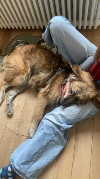 Arlo sucht ein liebevolles Zuhause!