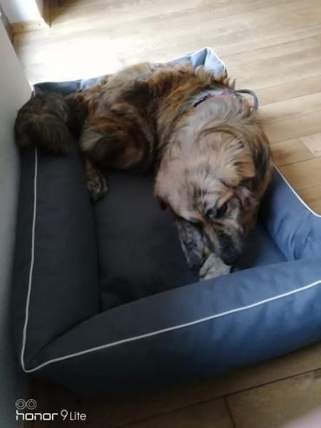 Arlo sucht ein liebevolles Zuhause!