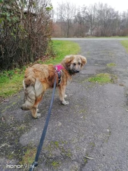 Arlo sucht ein liebevolles Zuhause!