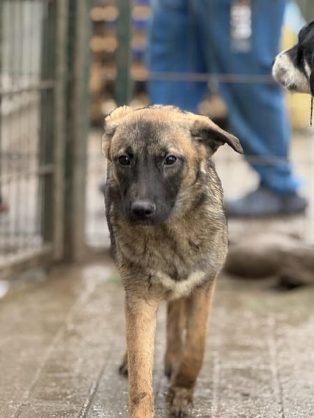 Amira tolle kleine Hündin