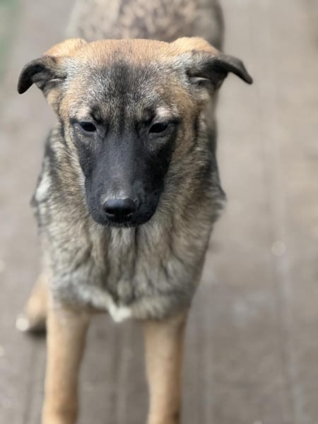 Amira tolle kleine Hündin