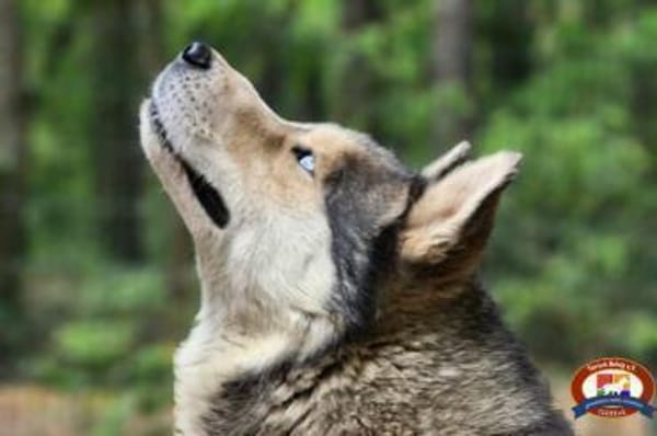 Bildhübscher Husky Rüde - Wicky