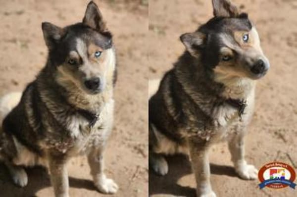 Bildhübscher Husky Rüde - Wicky