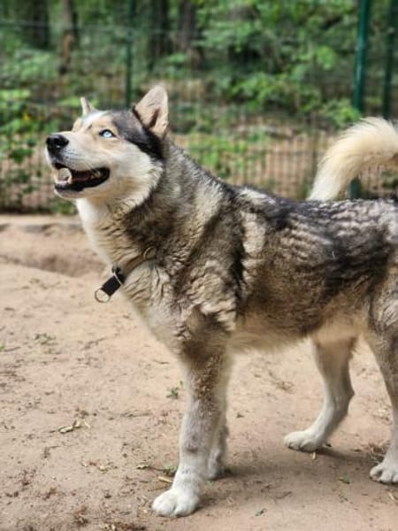 Bildhübscher Husky Rüde - Wicky