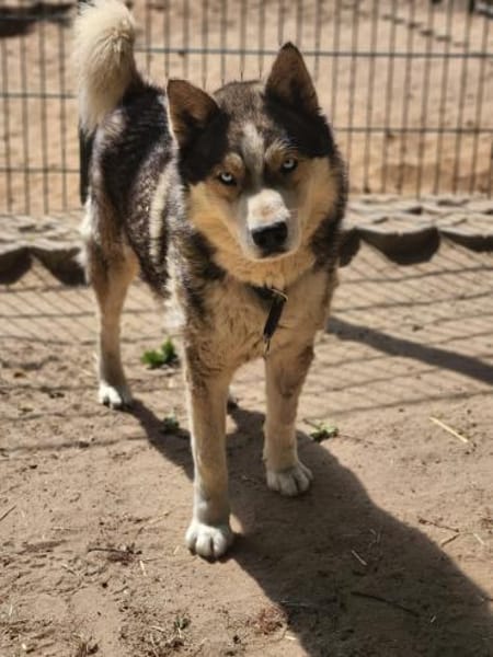 Bildhübscher Husky Rüde - Wicky