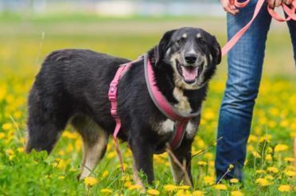 Blume - möchte bei dir erblühen!