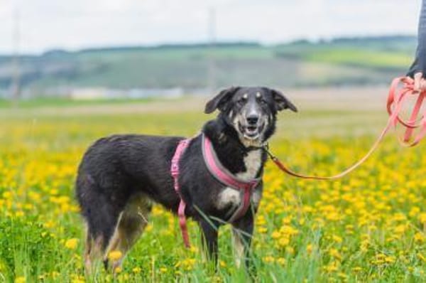 Blume - möchte bei dir erblühen!