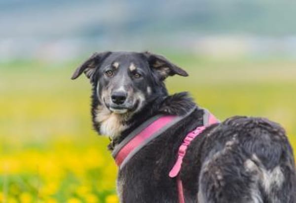 Blume - möchte bei dir erblühen!