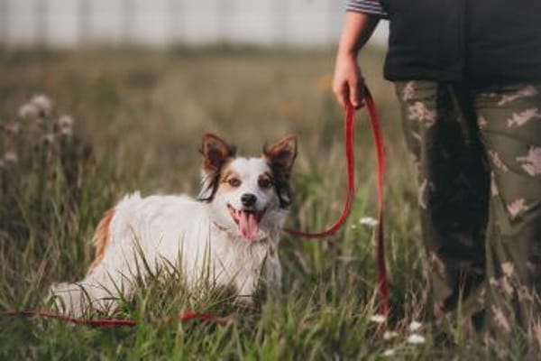 Spike - sensibler Jungspund sucht euch !