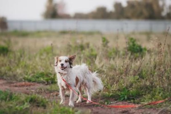 Spike - sensibler Jungspund sucht euch !