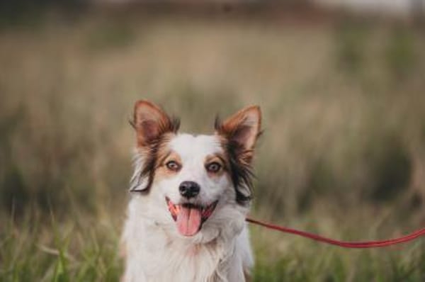 Spike - sensibler Jungspund sucht euch !