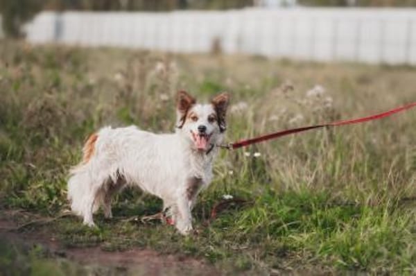 Spike - sensibler Jungspund sucht euch !