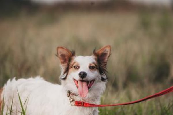 Spike - sensibler Jungspund sucht euch !