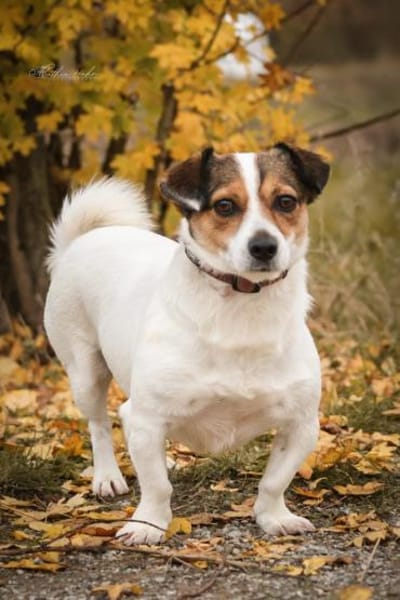 Joschi  Kleiner Herzenshund