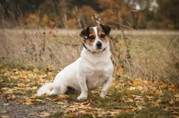 Joschi  Kleiner Herzenshund