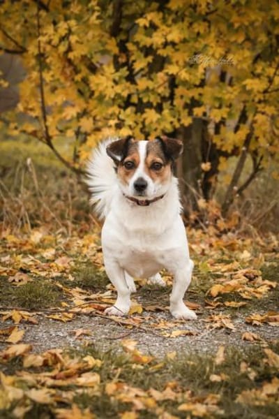 Joschi  Kleiner Herzenshund