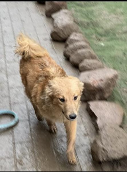 Simba - charmanter Bube sucht Zuhause