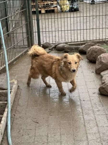 Simba - charmanter Bube sucht Zuhause