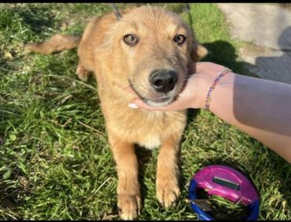 Simba - charmanter Bube sucht Zuhause