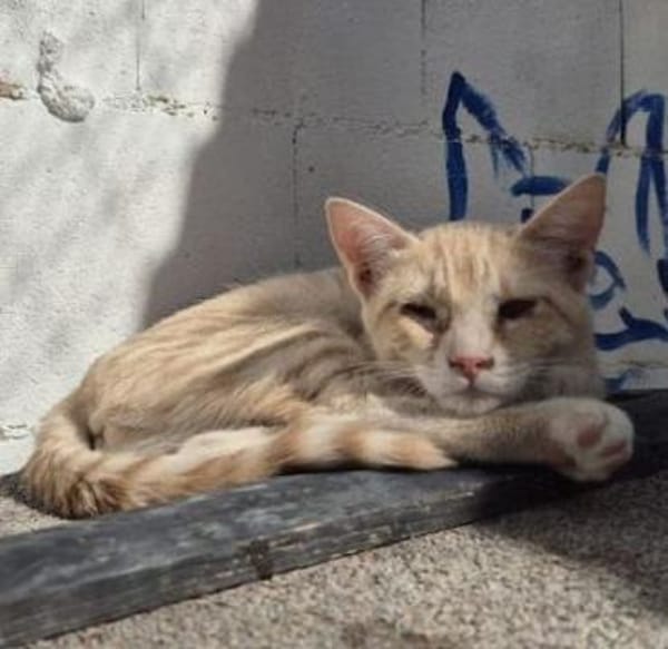 Andrea - Sonnenschein auf 4 Pfoten