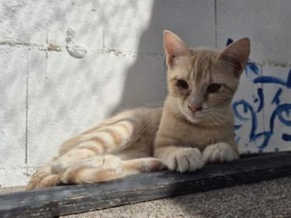 Andrea - Sonnenschein auf 4 Pfoten