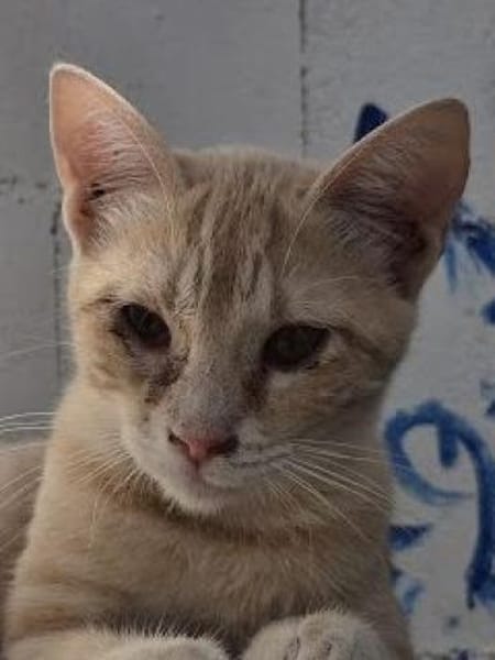 Andrea - Sonnenschein auf 4 Pfoten