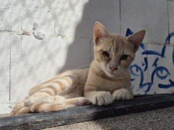 Andrea - Sonnenschein auf 4 Pfoten