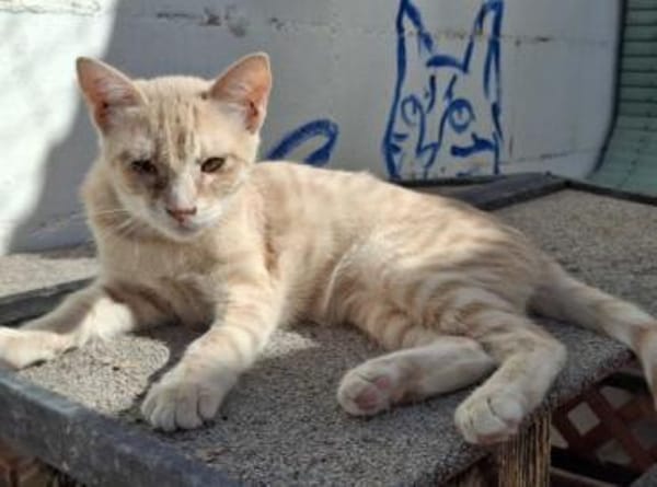 Andrea - Sonnenschein auf 4 Pfoten