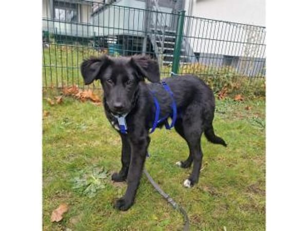 Tamira - wartet in 65474 Rüsselsheim