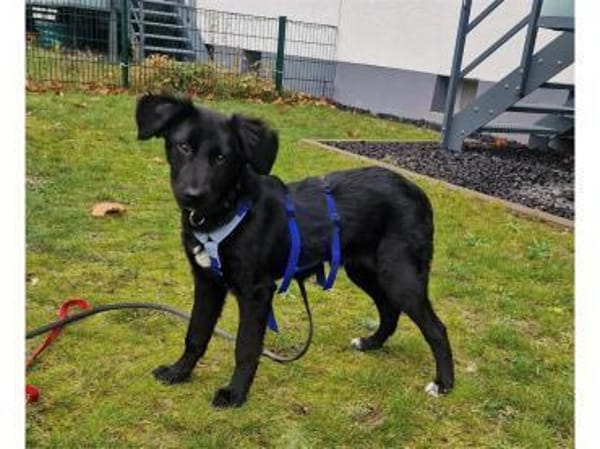 Tamira - wartet in 65474 Rüsselsheim