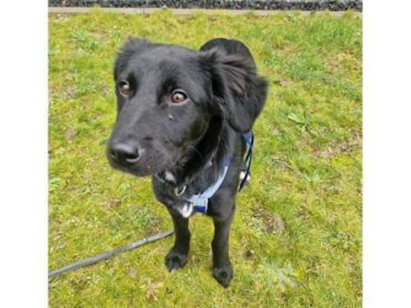 Tamira - wartet in 65474 Rüsselsheim