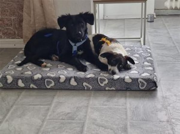 Tamira - wartet in 65474 Rüsselsheim