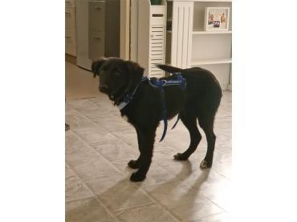 Tamira - wartet in 65474 Rüsselsheim