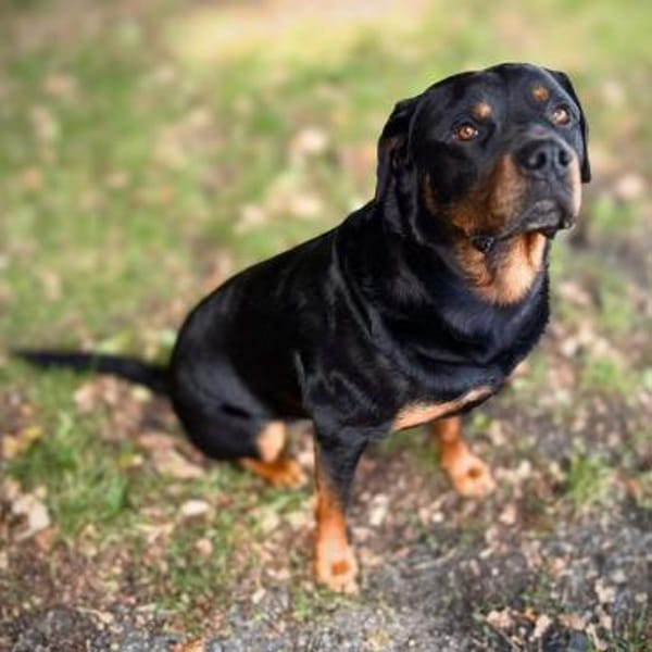 Spike - der Schmusebär