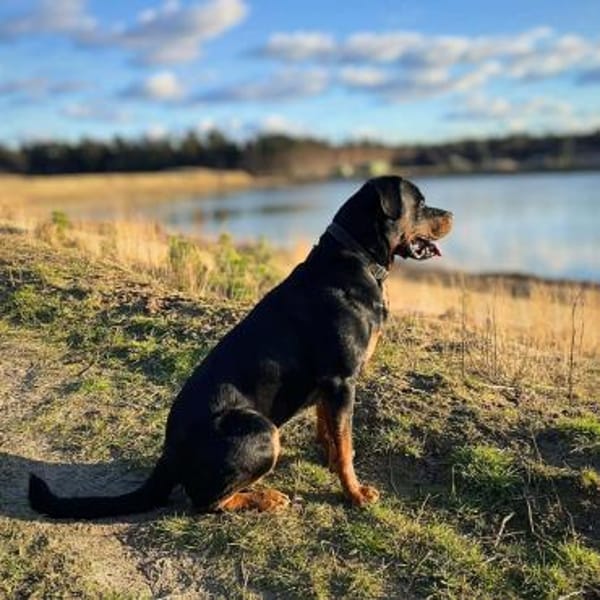 Spike - der Schmusebär