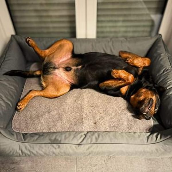 Spike - der Schmusebär