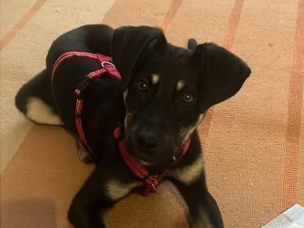 junger, cleverer Bo, 50cm, 13kg sucht