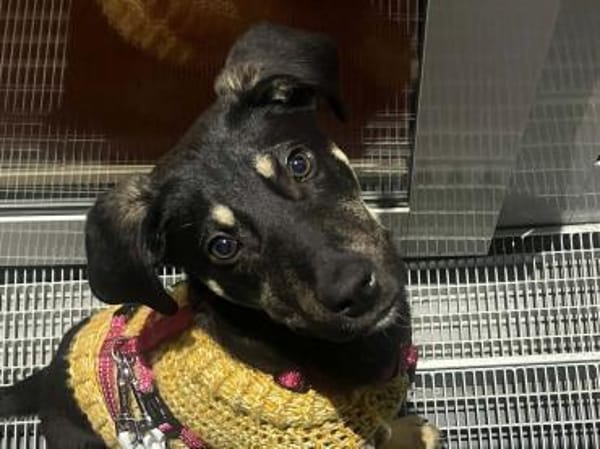 junger, cleverer Bo, 50cm, 13kg sucht