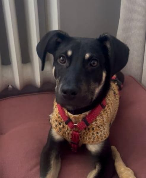 junger, cleverer Bo, 50cm, 13kg sucht