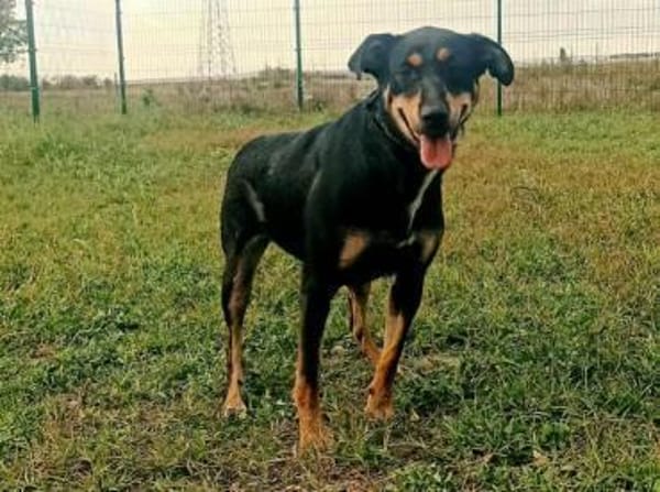 Amy ist ein Familienhund