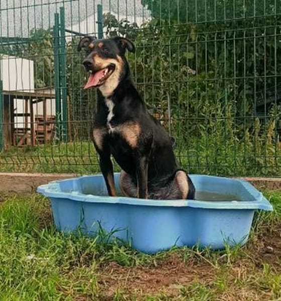 Amy ist ein Familienhund