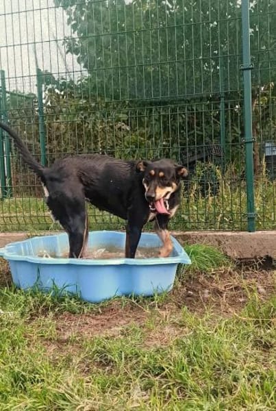 Amy ist ein Familienhund