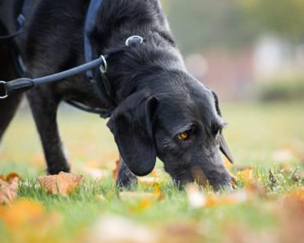 Reina ++sucht dringend++