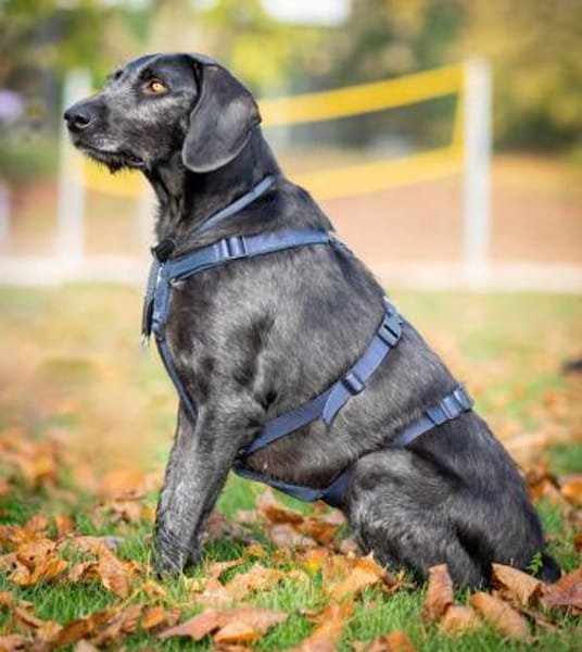 Reina ++sucht dringend++