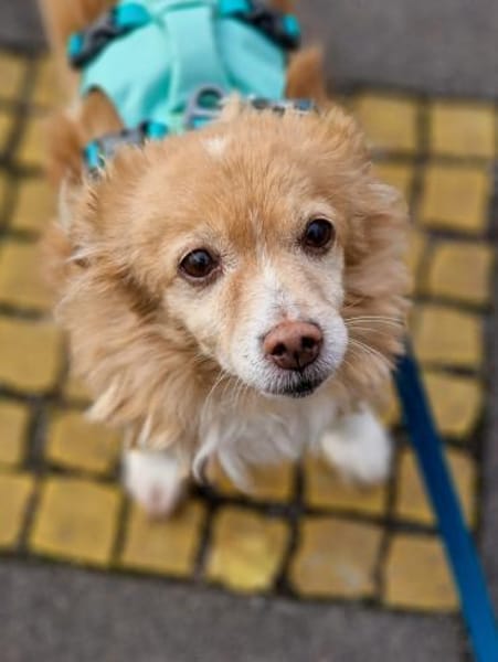 Chia sucht ein neues Zuhause