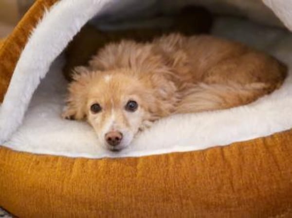 Chia sucht ein neues Zuhause