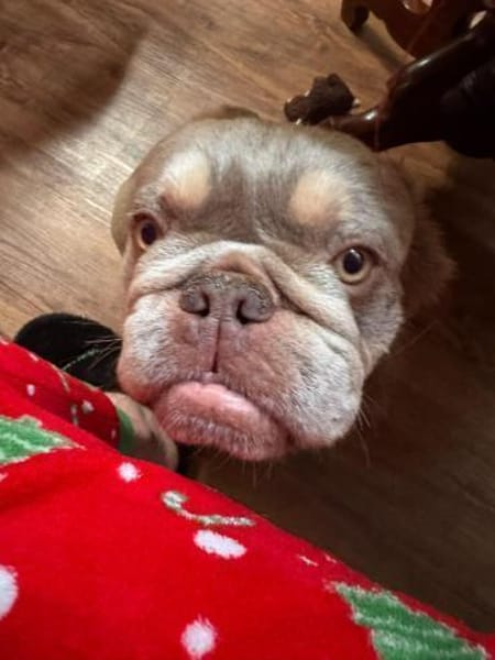 Französische Bulldogge Donny